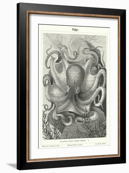 Common Octopus (Engraving)-German School-Framed Giclee Print