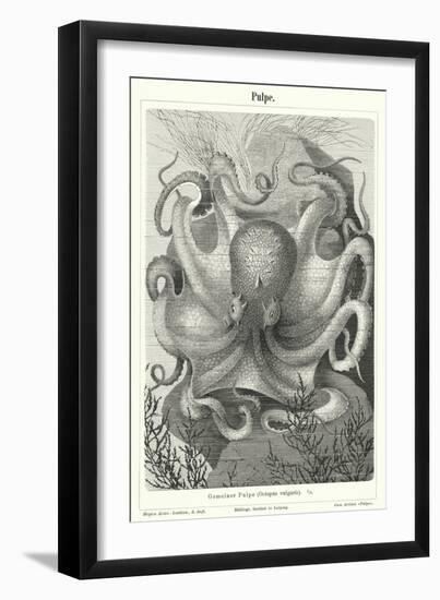 Common Octopus (Engraving)-German School-Framed Giclee Print