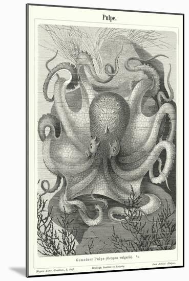 Common Octopus (Engraving)-German School-Mounted Giclee Print