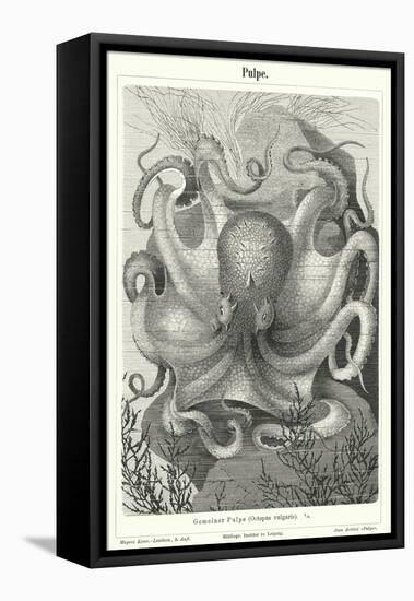 Common Octopus (Engraving)-German School-Framed Premier Image Canvas