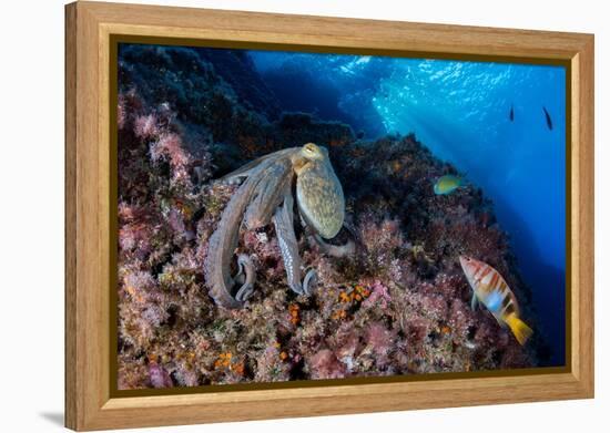 Common octopus moving over rocks, Italy, Tyrrhenian Sea-Franco Banfi-Framed Premier Image Canvas