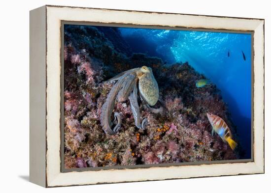 Common octopus moving over rocks, Italy, Tyrrhenian Sea-Franco Banfi-Framed Premier Image Canvas