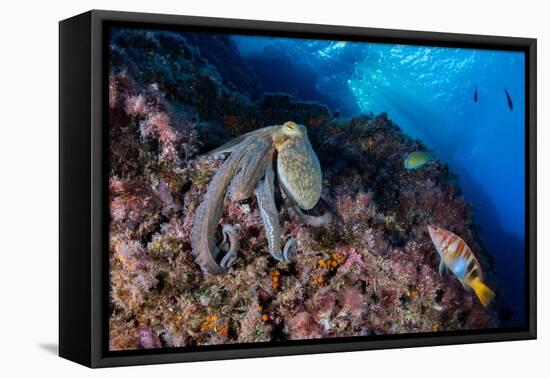 Common octopus moving over rocks, Italy, Tyrrhenian Sea-Franco Banfi-Framed Premier Image Canvas