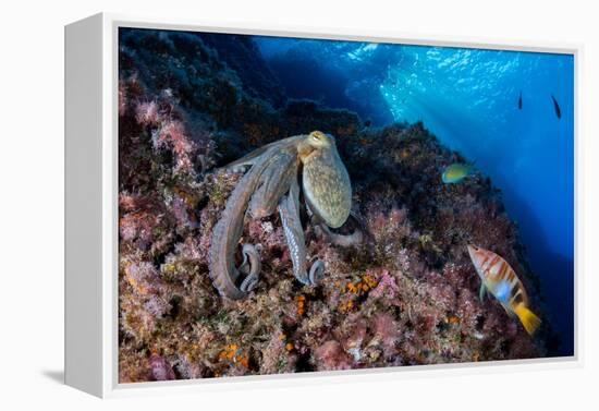 Common octopus moving over rocks, Italy, Tyrrhenian Sea-Franco Banfi-Framed Premier Image Canvas