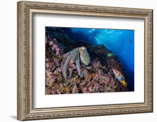 Common octopus moving over rocks, Italy, Tyrrhenian Sea-Franco Banfi-Framed Photographic Print