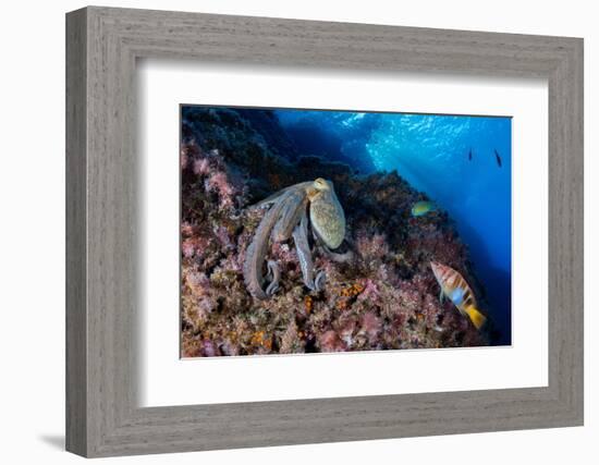 Common octopus moving over rocks, Italy, Tyrrhenian Sea-Franco Banfi-Framed Photographic Print