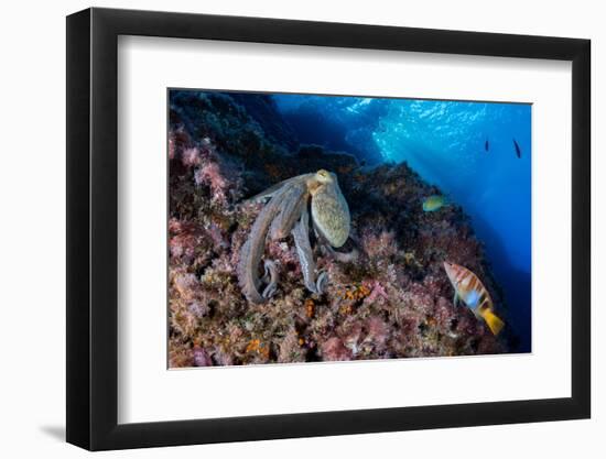 Common octopus moving over rocks, Italy, Tyrrhenian Sea-Franco Banfi-Framed Photographic Print