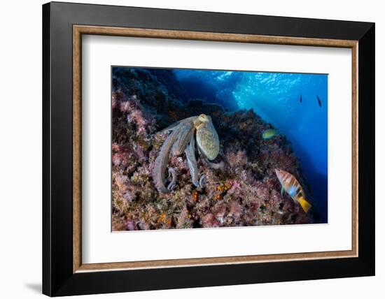 Common octopus moving over rocks, Italy, Tyrrhenian Sea-Franco Banfi-Framed Photographic Print