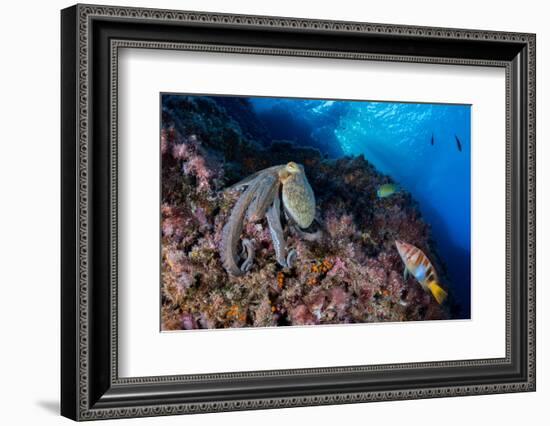 Common octopus moving over rocks, Italy, Tyrrhenian Sea-Franco Banfi-Framed Photographic Print