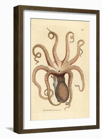 Common Octopus, Octopus Vulgaris (Eight-Armed Cuttlefish, Sepia Octopus). Handcoloured Copperplate-James Sowerby-Framed Giclee Print