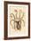 Common Octopus, Octopus Vulgaris (Eight-Armed Cuttlefish, Sepia Octopus). Handcoloured Copperplate-James Sowerby-Framed Giclee Print