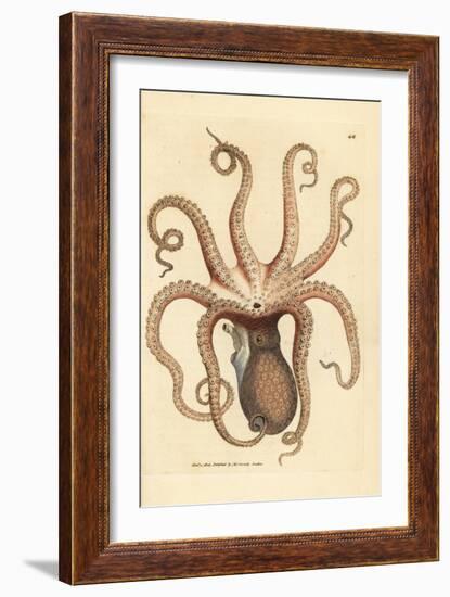 Common Octopus, Octopus Vulgaris (Eight-Armed Cuttlefish, Sepia Octopus). Handcoloured Copperplate-James Sowerby-Framed Giclee Print