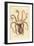 Common Octopus, Octopus Vulgaris (Eight-Armed Cuttlefish, Sepia Octopus). Handcoloured Copperplate-James Sowerby-Framed Giclee Print