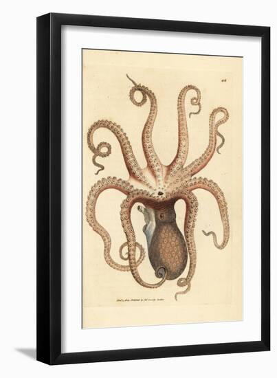 Common Octopus, Octopus Vulgaris (Eight-Armed Cuttlefish, Sepia Octopus). Handcoloured Copperplate-James Sowerby-Framed Giclee Print