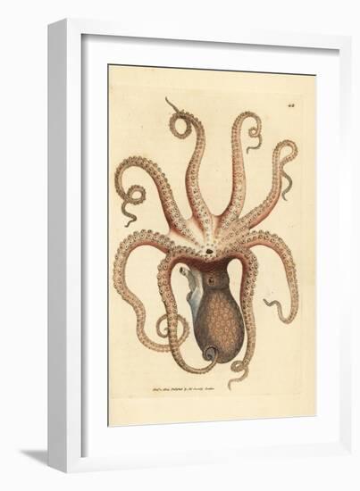 Common Octopus, Octopus Vulgaris (Eight-Armed Cuttlefish, Sepia Octopus). Handcoloured Copperplate-James Sowerby-Framed Giclee Print