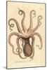 Common Octopus, Octopus Vulgaris (Eight-Armed Cuttlefish, Sepia Octopus). Handcoloured Copperplate-James Sowerby-Mounted Giclee Print