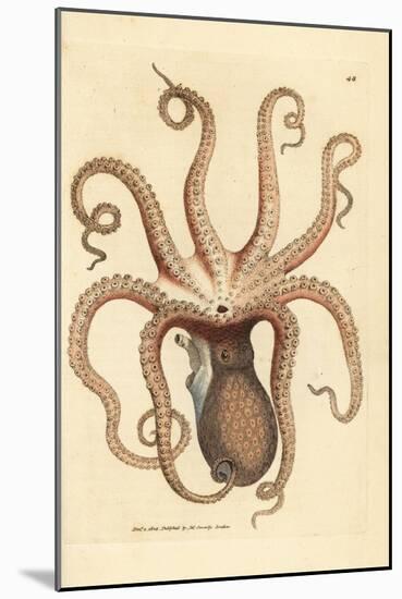 Common Octopus, Octopus Vulgaris (Eight-Armed Cuttlefish, Sepia Octopus). Handcoloured Copperplate-James Sowerby-Mounted Giclee Print