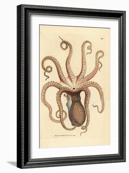Common Octopus, Octopus Vulgaris (Eight-Armed Cuttlefish, Sepia Octopus). Handcoloured Copperplate-James Sowerby-Framed Giclee Print