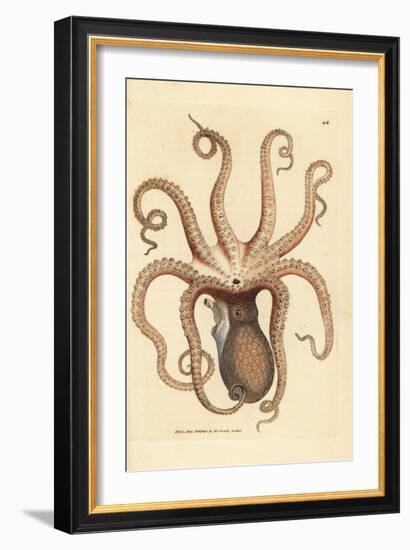 Common Octopus, Octopus Vulgaris (Eight-Armed Cuttlefish, Sepia Octopus). Handcoloured Copperplate-James Sowerby-Framed Giclee Print