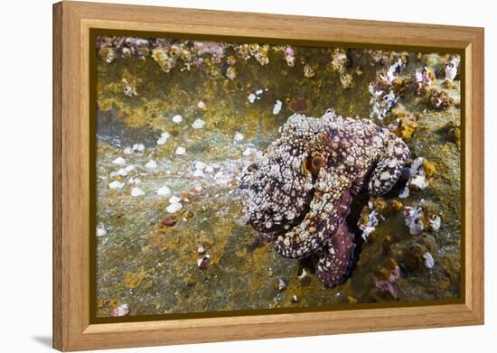 Common Octopus (Octopus Vulgaris)-Reinhard Dirscherl-Framed Premier Image Canvas