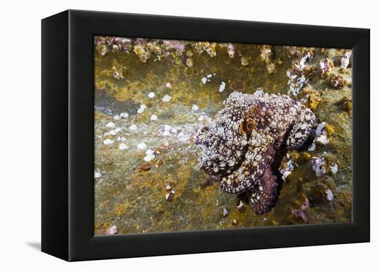 Common Octopus (Octopus Vulgaris)-Reinhard Dirscherl-Framed Premier Image Canvas