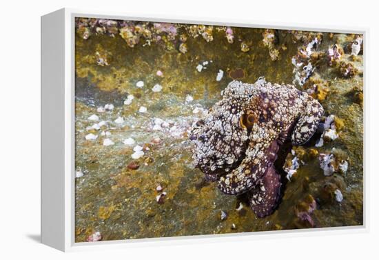 Common Octopus (Octopus Vulgaris)-Reinhard Dirscherl-Framed Premier Image Canvas