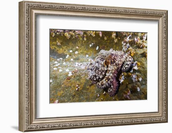 Common Octopus (Octopus Vulgaris)-Reinhard Dirscherl-Framed Photographic Print