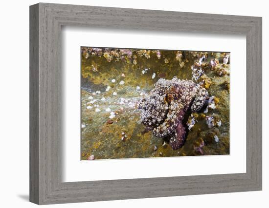 Common Octopus (Octopus Vulgaris)-Reinhard Dirscherl-Framed Photographic Print