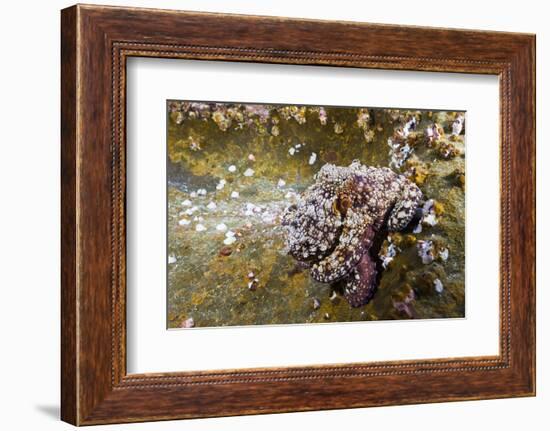 Common Octopus (Octopus Vulgaris)-Reinhard Dirscherl-Framed Photographic Print