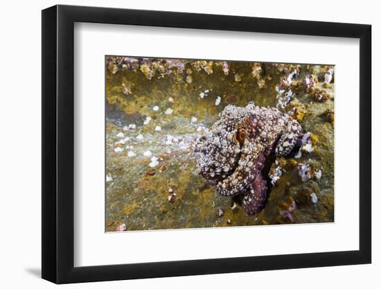 Common Octopus (Octopus Vulgaris)-Reinhard Dirscherl-Framed Photographic Print