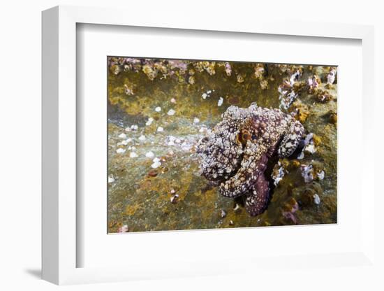 Common Octopus (Octopus Vulgaris)-Reinhard Dirscherl-Framed Photographic Print