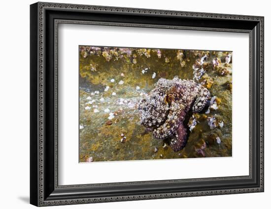 Common Octopus (Octopus Vulgaris)-Reinhard Dirscherl-Framed Photographic Print