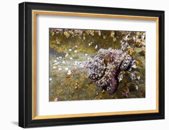 Common Octopus (Octopus Vulgaris)-Reinhard Dirscherl-Framed Photographic Print