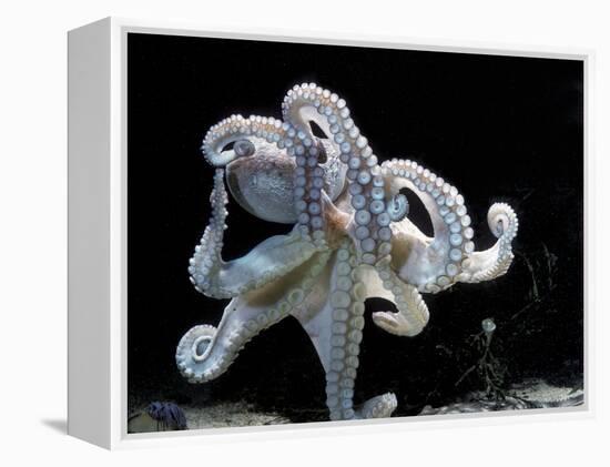 Common Octopus-null-Framed Premier Image Canvas