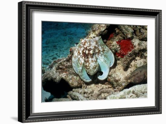 Common Octopus-Georgette Douwma-Framed Photographic Print