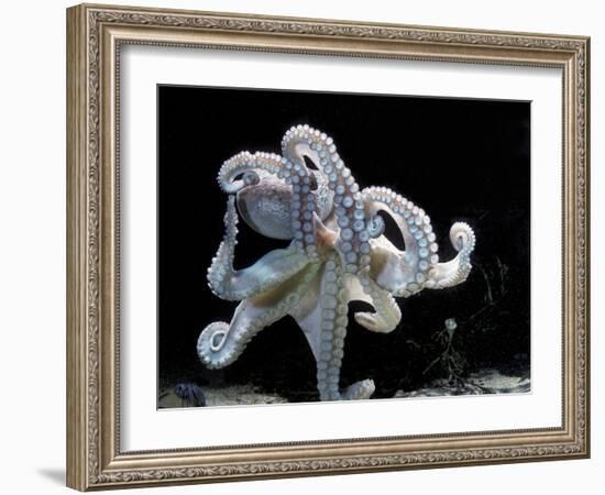 Common Octopus-null-Framed Photographic Print