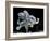 Common Octopus-null-Framed Photographic Print