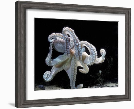 Common Octopus-null-Framed Photographic Print