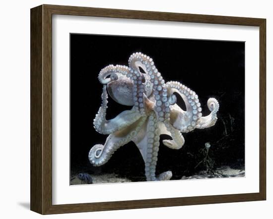 Common Octopus-null-Framed Photographic Print