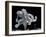 Common Octopus-null-Framed Photographic Print