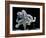 Common Octopus-null-Framed Photographic Print