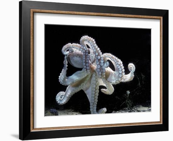 Common Octopus-null-Framed Photographic Print