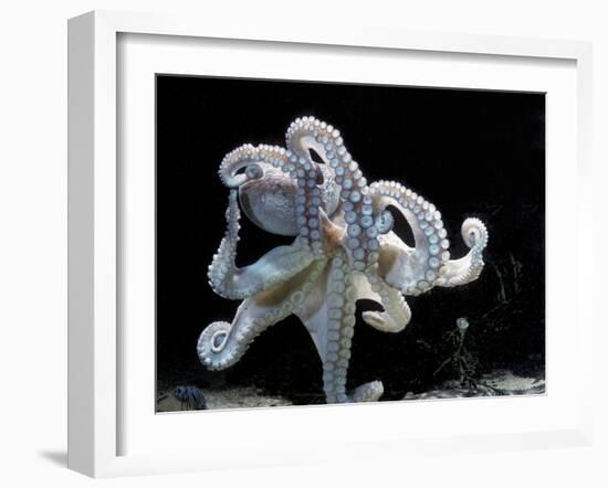 Common Octopus-null-Framed Photographic Print