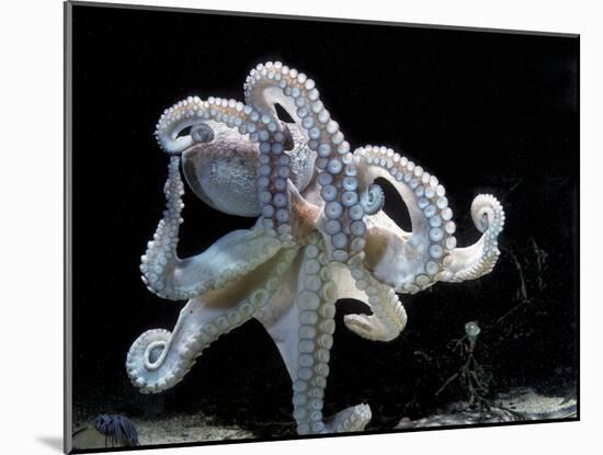 Common Octopus-null-Mounted Photographic Print