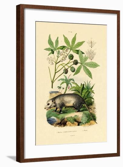 Common Opossum, 1833-39-null-Framed Giclee Print