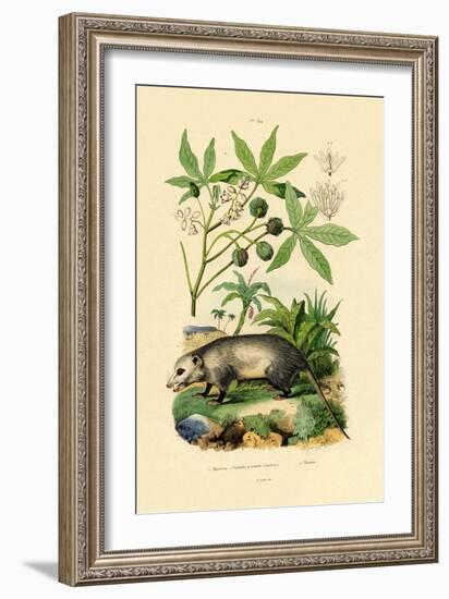 Common Opossum, 1833-39-null-Framed Giclee Print