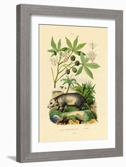 Common Opossum, 1833-39-null-Framed Giclee Print