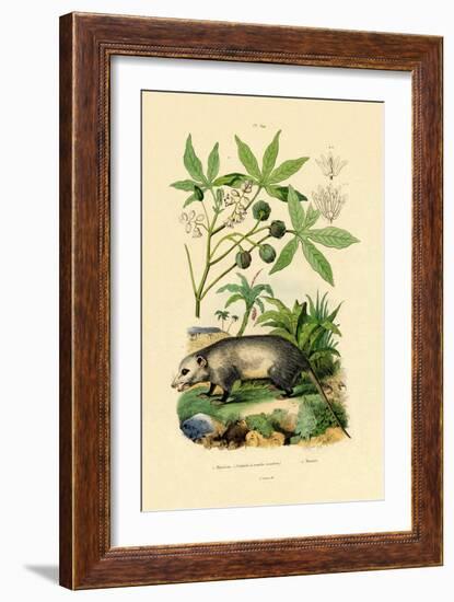 Common Opossum, 1833-39-null-Framed Giclee Print