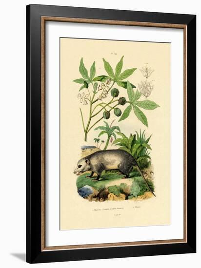 Common Opossum, 1833-39-null-Framed Giclee Print