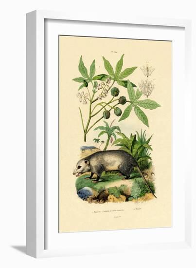 Common Opossum, 1833-39-null-Framed Giclee Print